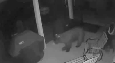 BEAR 3.jpg